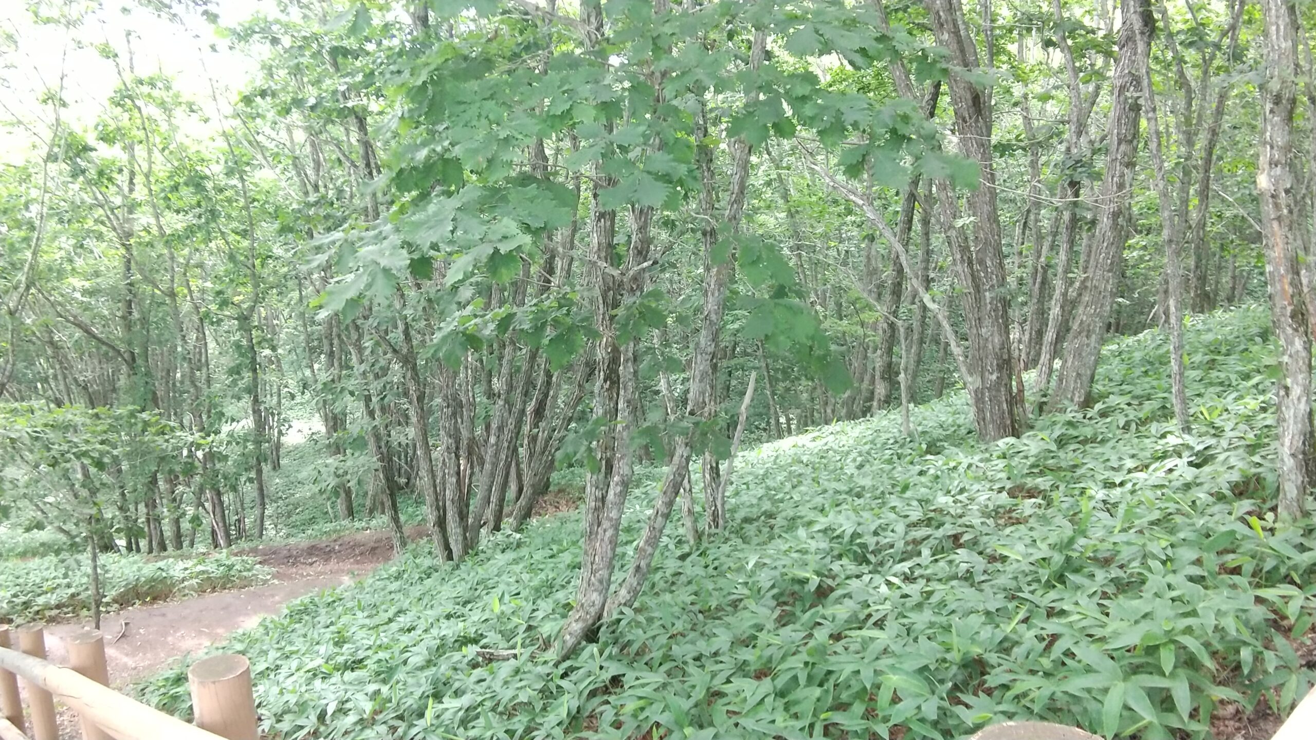 釧路湿原ドライブ